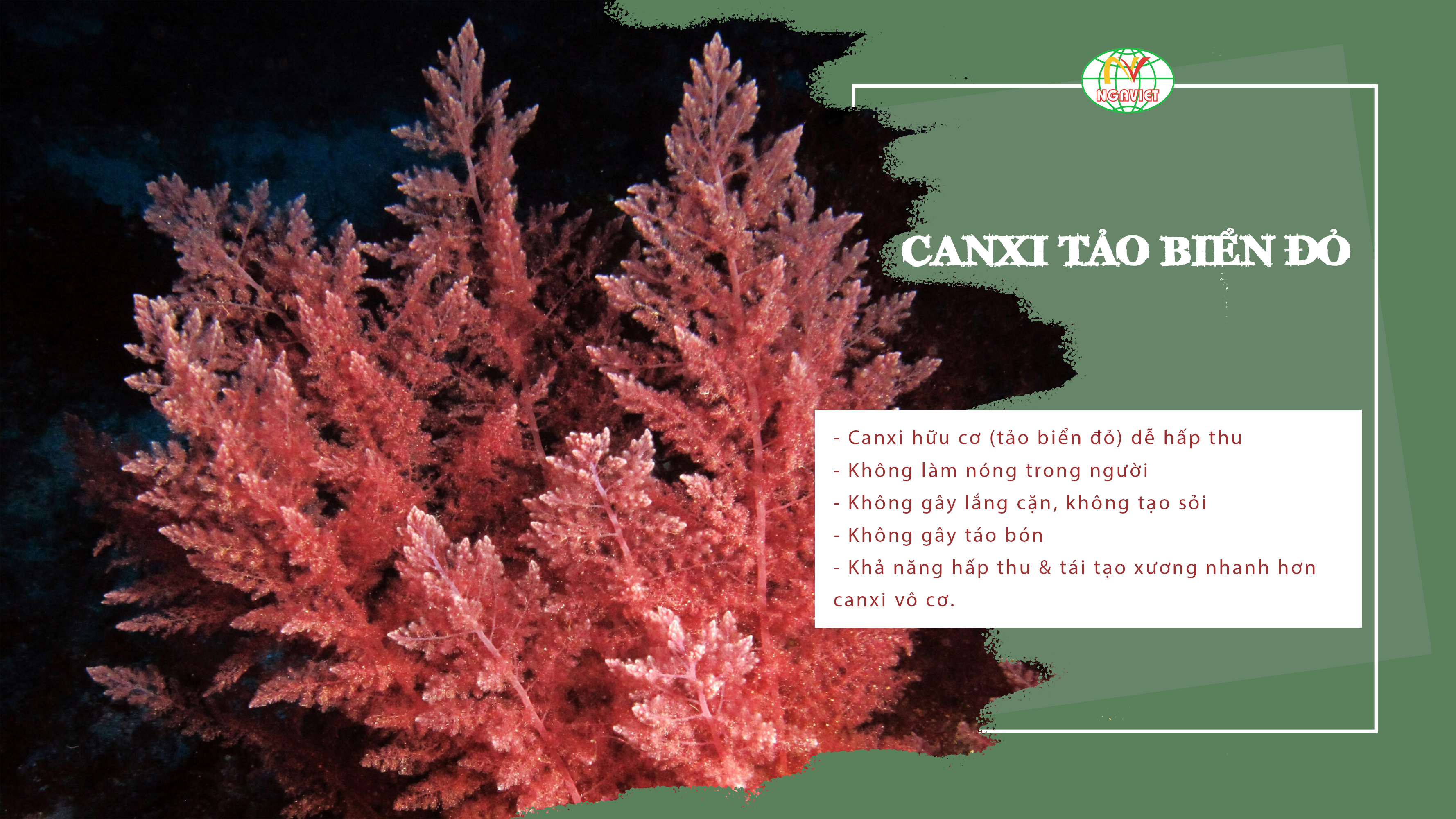 canxi từ tảo biển đỏ