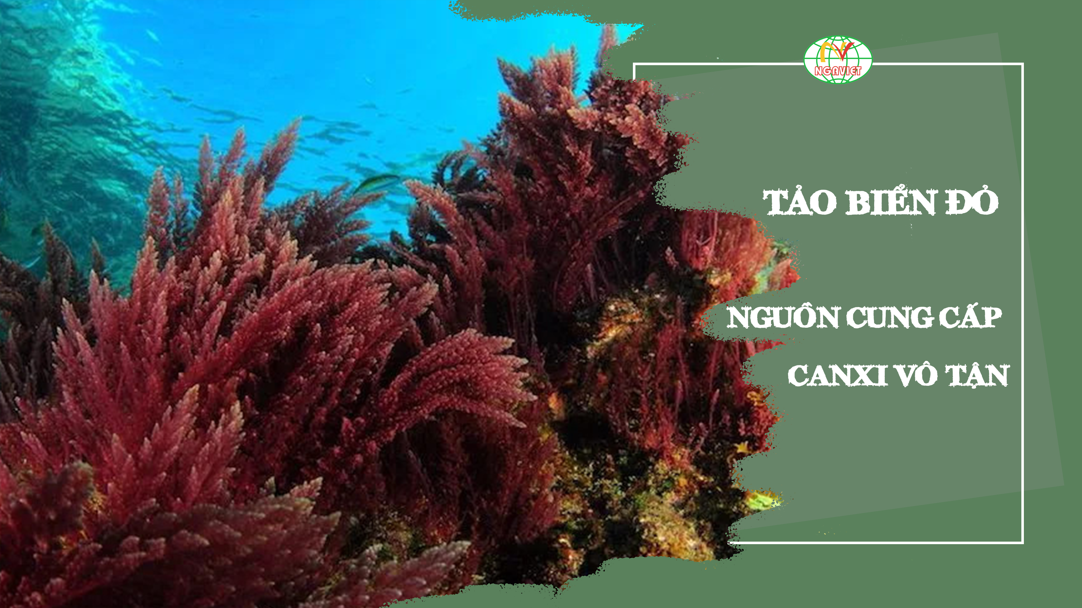 canxi từ tảo biển đỏ