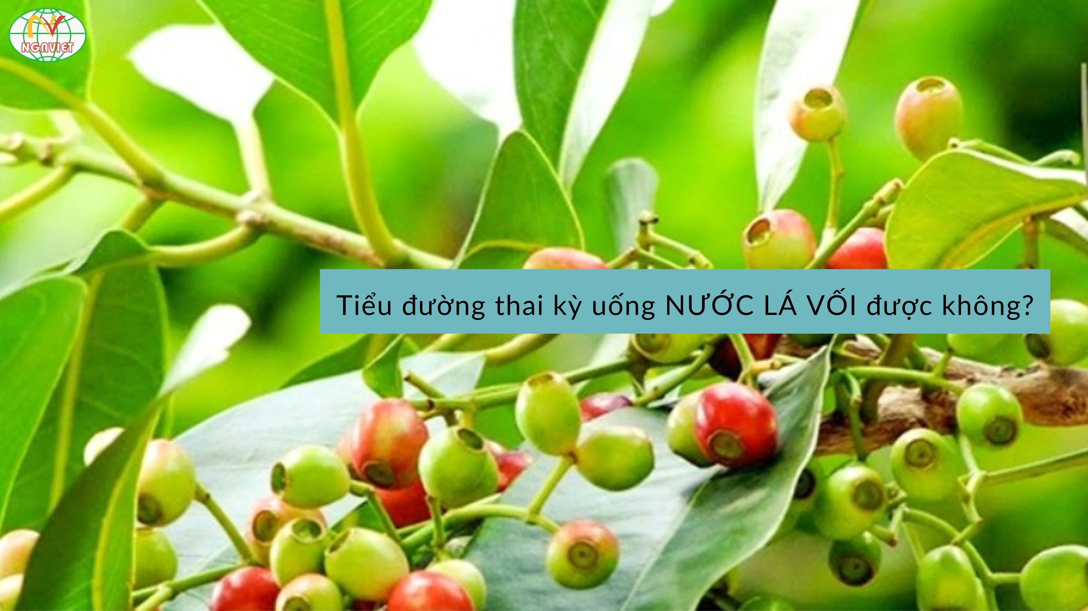 Tiểu đường thai kỳ uống nước lá vối được không